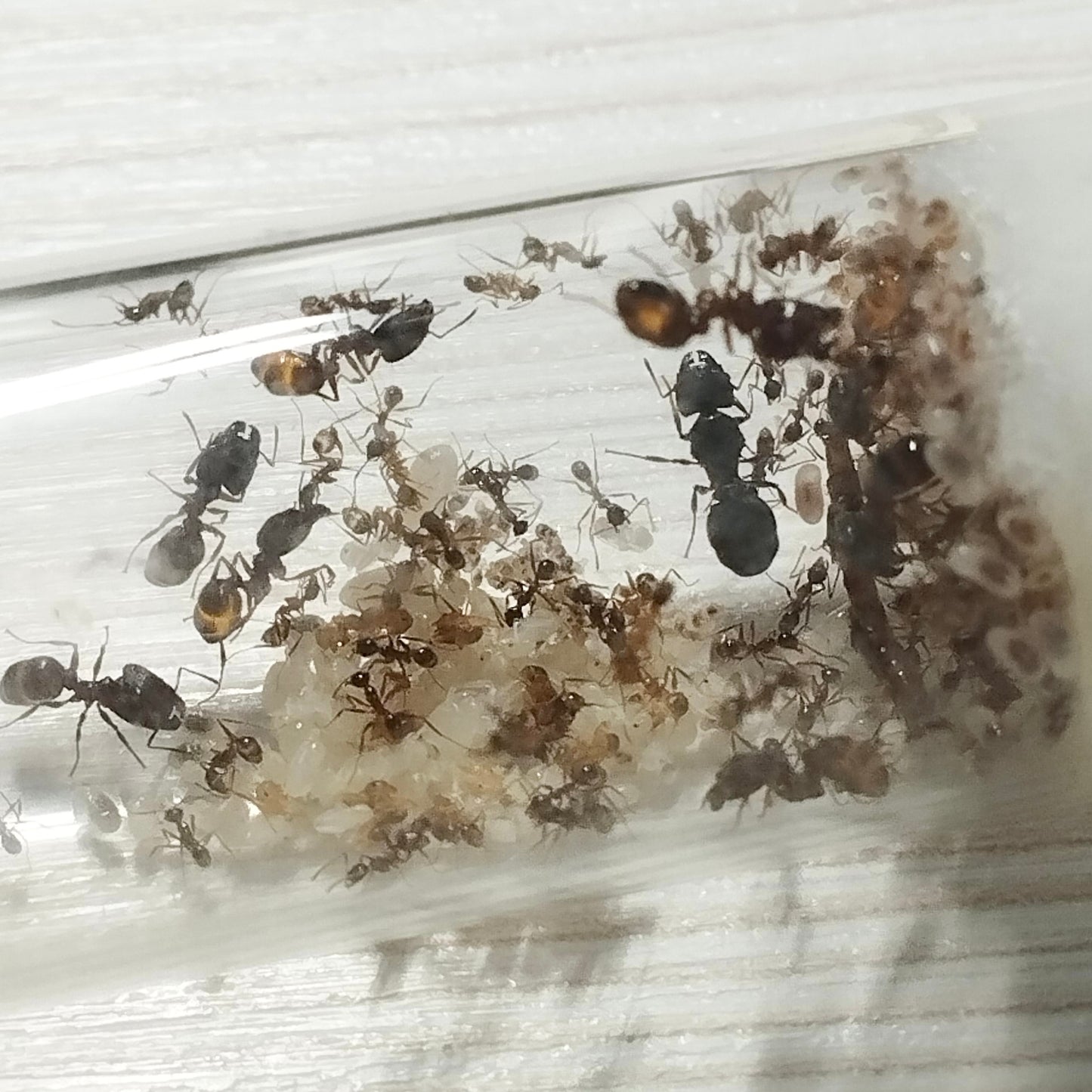 Pheidole Yeensis Colony (Queen ant with 30-50 workers)