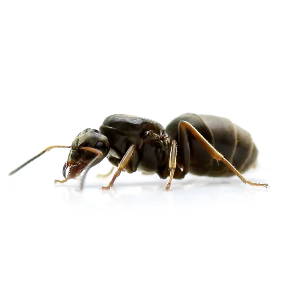 Lasius Niger (Queen ant + Brood)