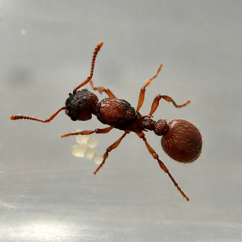Myrmica ruginodis (Queen ant)