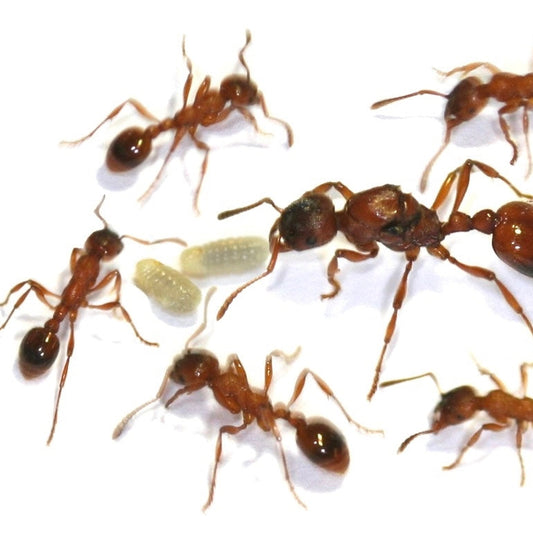 Myrmica rubra Colony (Queen ant with 10-20 workers)