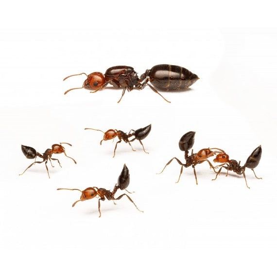 Crematogaster Scutellaris (Queen ant with 40-50 workers)