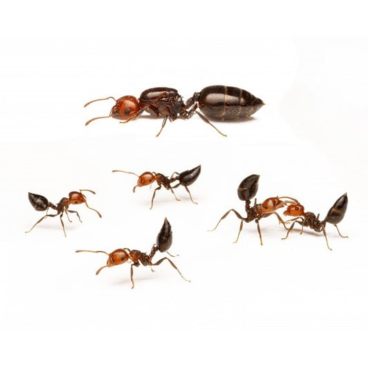 Crematogaster Scutellaris (Queen ant with 30-50 workers)