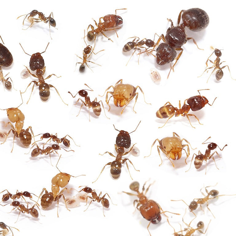 Pheidole megacephala Colony (Queen ant with 30-50 workers)