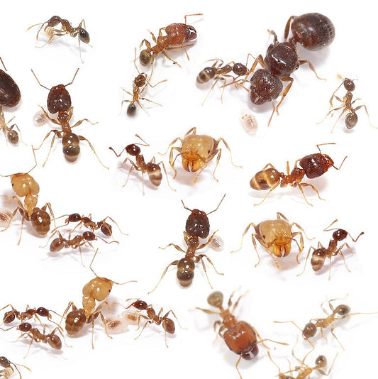 Pheidole megacephala Colony (Queen ant with 30-50 workers)