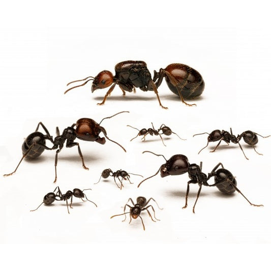 Messor Barbarus Colony (Queen ant with 1-5 workers)