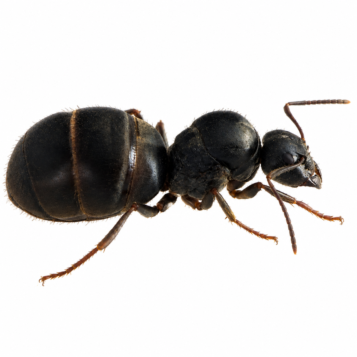 Lasius Niger (Queen ant + 1-5 workers)