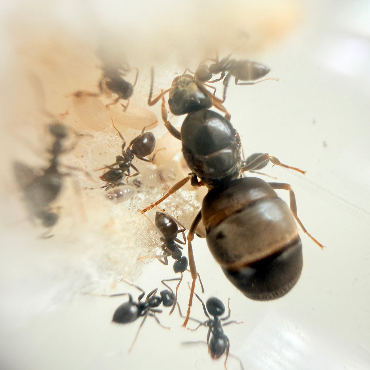Lasius Niger (Queen ant + 1-5 workers)