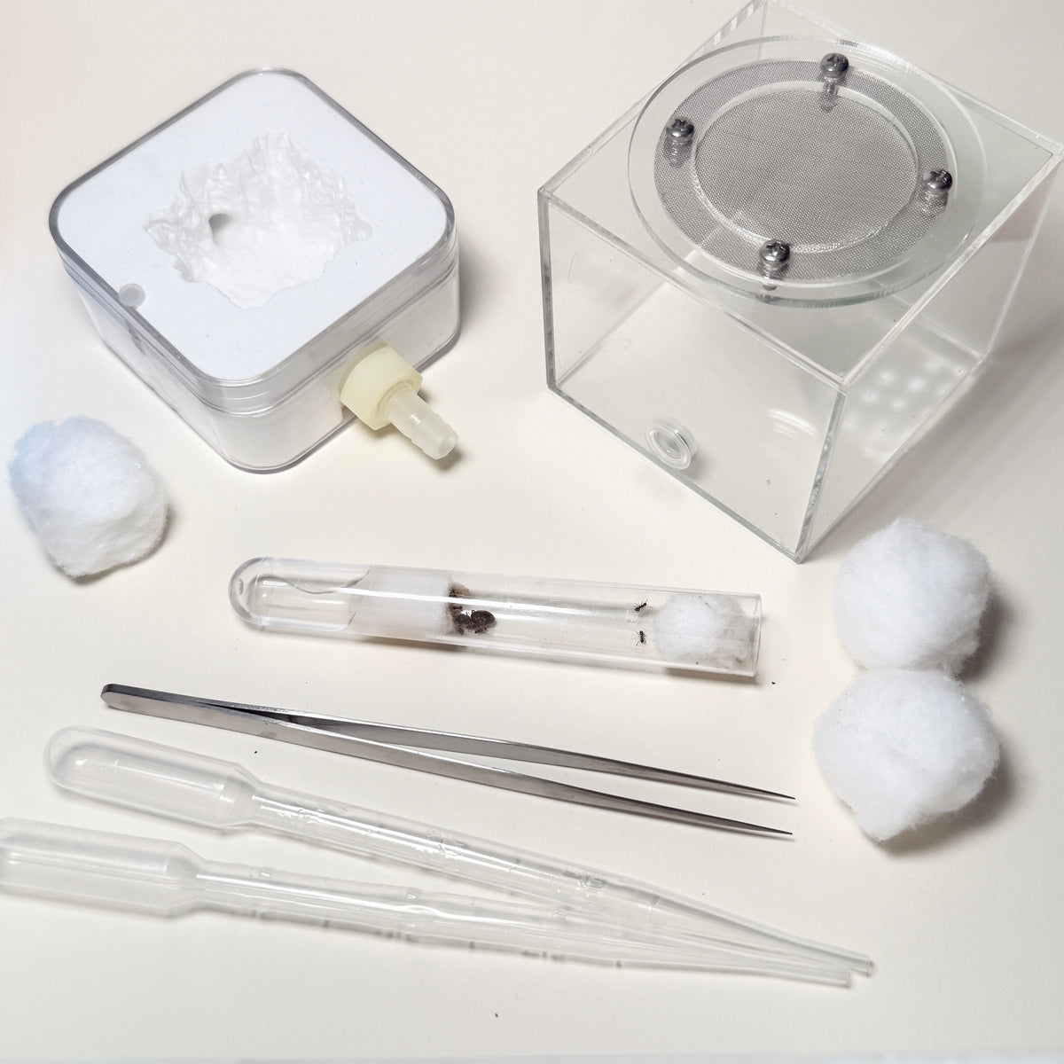 Complete Ant Farm Starter Kit with Lasius Niger Colony