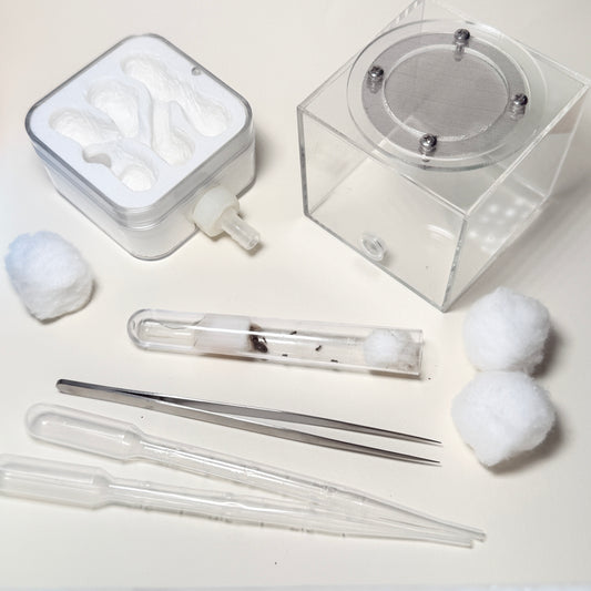 Complete Ant Farm Starter Kit with Lasius Niger Colony